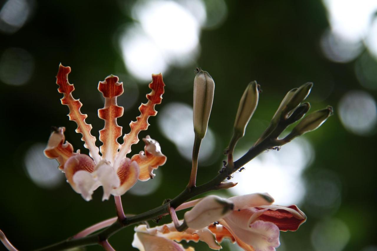 Casa Colibri Tankah Frühstückspension